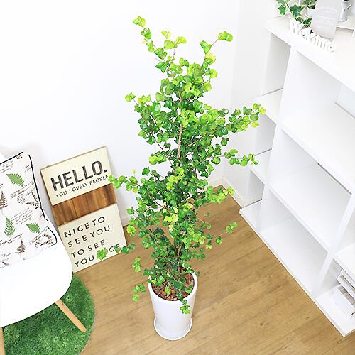 アレカヤシ 観葉植物 大型 フィカス ベンジャミン バロック H145cm 陶器鉢 白 管理説明書 受皿付き 肥料小袋プレゼント 観葉植物の専門店e Ran キッチン Shineray Com Br