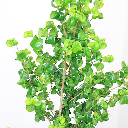 アレカヤシ 観葉植物 大型 フィカス ベンジャミン バロック H145cm 陶器鉢 白 管理説明書 受皿付き 肥料小袋プレゼント 観葉植物の専門店e Ran キッチン Shineray Com Br