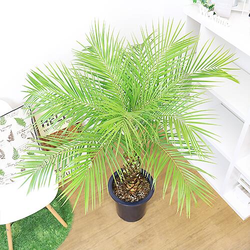 インテリア フェニックス ロベレニー H125cm 9号鉢 管理説明書 受皿付き 観葉植物 大型 ヤシ