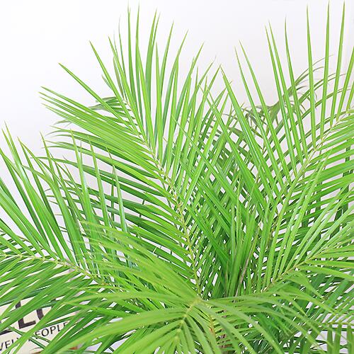 インテリア フェニックス ロベレニー H125cm 9号鉢 管理説明書 受皿付き 観葉植物 大型 ヤシ