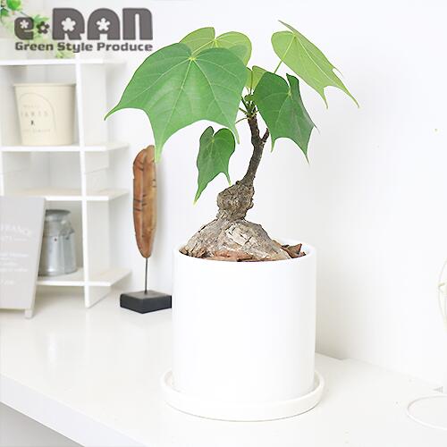 観葉植物の専門店e Ran