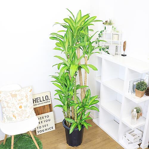 注目ブランド 観葉植物 【ドラセナ特大枝】お手入れ不要のインテリア