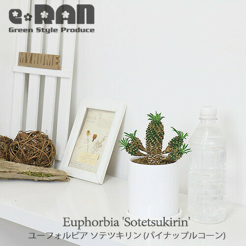 黄金ソテツ　蘇鉄　コーデックス　塊根植物　サボテン　アガベ　多肉植物 ひ*ろ様 CATEGORY farm:塊根植物・アガベ・ドライガーデン植物 mana's | 蘇鉄 塊根植物・コーデックス