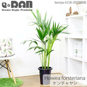 ڿ̸ۥҥ 䥷 8ȭ h115cm  դ ޥץ쥼ȡڥ䥷ʥϥ եƥꥢ) 濫դͥʥ䥷 Ѵ ѱ ܿ ٵܿ Howea Forsterana ꥾ȥ տʪ