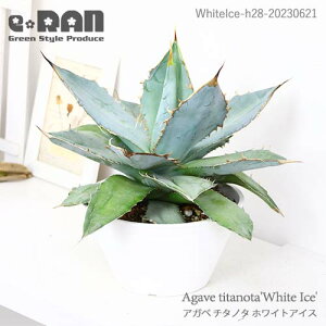 ڼ̿θʤϤۥ Υ ۥ磻ȥ 6ȭ  դ ޥץ쥼  ¿  ɥ奦ĥ ε Agave titanota 'White Ice' տʪ ȭ  ¿  åǥ ɥ饤ǥ