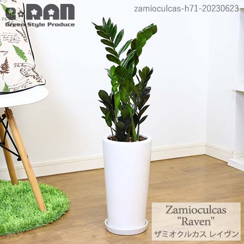 観葉植物 ザミオクルカス レイヴン H70cm 陶器鉢 専用受皿付 【限定数販売品】管理説明書付き 肥料小袋プレゼント【白い鉢 金銭樹 Zamioculcas Raven 肉厚な葉 ザミア耐陰性 サトイモ科 半日蔭…