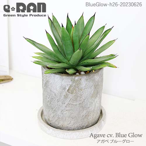 ڼ̿θʤϤۥ ֥롼С h26cm ȥݥå  դ ޥץ쥼  ¿  ɥ奦ĥ ε Agave cv. 