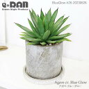 yʐ^̌i͂zAKx u[Go[ h26cm Zg|bg Ǘ Mt 엿܃v[g   y hE[c 㗖 Agave cv. 