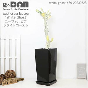 ݥ5ܡ¿ 桼եӥ ۥ磻ȥ ƫȭ  h69cm  դ ޥץ쥼 ưפ ¿ ͩ 򤤿 Euphorbia lactea White Ghost' 饯ƥ   ܥƥ ӥץġۡڼ̿θʤϤ տʪ