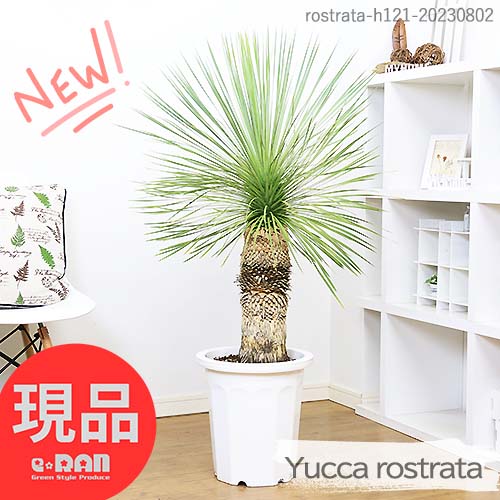 ユッカ ユッカ（ロストラータ）10号 現品 観葉植物 庭木【耐寒性 Yucca rostrata ビッグベンド・ユッカ 鉢植え 地植え ガーデニング ドライガーデン リゾート ワイルド シンボルツリー ドライガーデン 男前】