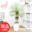 ユッカ（ロストラータ）10号 現品 観葉植物 庭木【耐寒性 Yucca rostrata ビッグベンド ユッカ 鉢植え 地植え ガーデニング ドライガーデン リゾート ワイルド シンボルツリー ドライガーデン 男前】