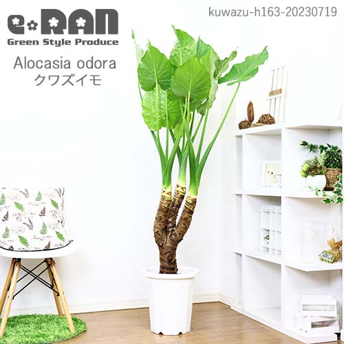 観葉植物 大型 クワズイモ 10号鉢 1株 163cm 極太 人気のインテリア くわずいも アロカシア オドラ 幹太 ハート形の葉 出世芋 トトロの傘 送料無料 観葉のまち指宿 Alocasia odora 大きい インテリア 現品お届けのサムネイル
