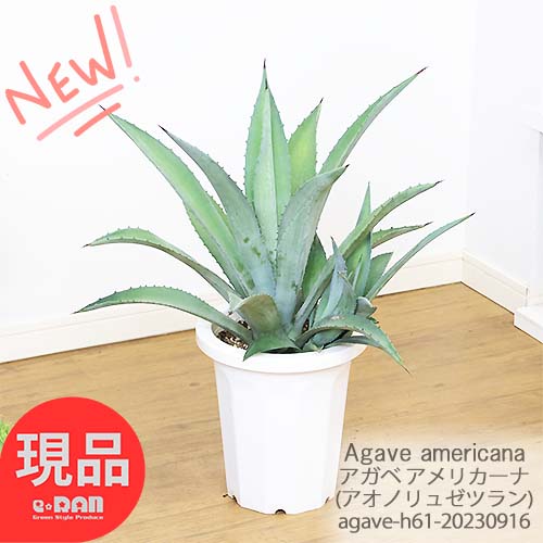 観葉植物 大型 多肉植物 アガベ アオノリュゼツラン 8号鉢 H61cm 子株付き【Agave americana アガベ アメリカーナ 青の竜舌蘭 センチュリープラント アガヴェ ドライガーデン ロックガーデン 現品】のサムネイル