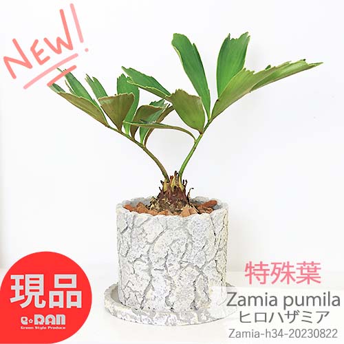 観葉植物 棚 おしゃれ 特殊葉 レア ソテツ ヒロハザミア (メキシコソテツ)H34cm セメントポット 管理説明書 受皿付き 肥料小袋プレゼント 【ザミア・フルフラケア プミラ メキシコ 蘇鉄 そてつ 育てやすい 植物グリーン 小型 現品】