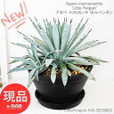 ϗtA  劔 AKx }NJT gyM H34cm 9 Ǘ Mt 엿܃v[gyAgave macroacantha 'Little Penguin' ϗtA hCK[f E[c 㗖  Z`[vc bNK[f iz