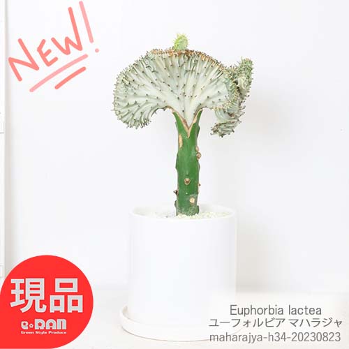 ＼ポイント2倍／多肉植物 ユーフォルビア マハラジャ(ユウヤケサンゴ) 陶器鉢 高さ34cm 管理説明書 受皿付き 肥料小袋プレゼント おす..