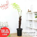 シダ 観葉植物 大型 オニヘゴ 10号鉢 160cm 鬼 クロヘゴ 希少種 シダ Cyathea spinulosa 観葉植物 木性シダ 大型種 ジャングル アジアン 【写真の現品お届け】