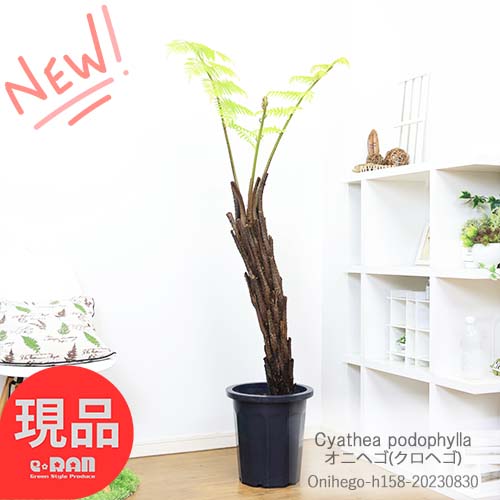 オニヘゴ 10号鉢 158cm 鬼 クロヘゴ 希少種 観葉植物 大型 シダ Cyathea podophylla 観葉植物 木性シダ 大型種 ジャングル アジアン 【写真の現品お届け】