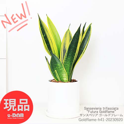 観葉植物 多肉植物 希少種 サンスベリア ゴールドフレーム H41cm 陶器鉢 白 【サンセベリア トラノオ 珍しい 希少種 美しい黄金の斑 虎の尾 マイナスイオン 空気清浄効果 開店祝い 新築祝い】現品