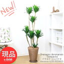 ドラセナ ＼ポイント2倍／観葉植物 大型 ドラセナ コンパクタ 8号鉢 高級樹脂製 H128cm 育てやすい 管理説明書 受皿付き 肥料小袋プレゼント ドラセナ ワーネッキー 矮性（ドラセナ デレメンシス）成長 遅い 花言葉 幸福 永遠の愛 幸せな恋 おしゃれ 新築祝い【現品発送】