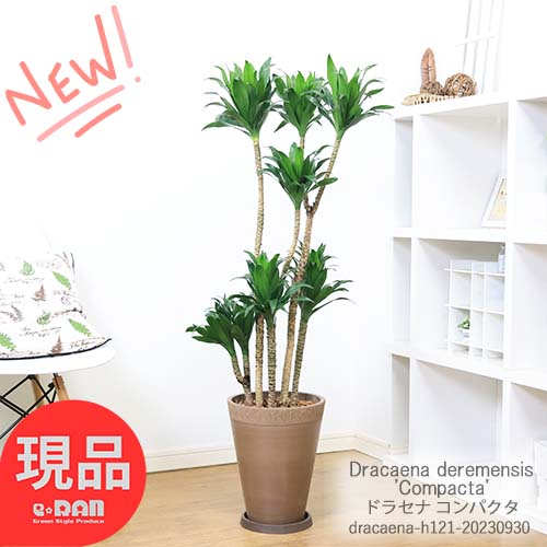 ＼ポイント2倍／ドラセナ コンパクタ 高級樹脂製8号鉢 H121cm 育てやすい観葉植物 大型 管理説明書 受皿付き 肥料小袋プレゼント ドラセナ ワーネッキー 矮性（ドラセナ デレメンシス）成長 遅い 花言葉 幸福 永遠の愛 幸せな恋 おしゃれ 新築祝い【現品発送】