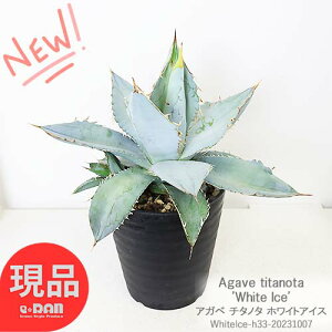 ݥ5ܡտʪ ҳդ  Υ ۥ磻ȥ 5ȭ  ¿ ɥ奦ĥ ε Agave titanota 'White Ice' ȭ  ¿  åǥ ɥ饤ǥ ̿θʤϤ