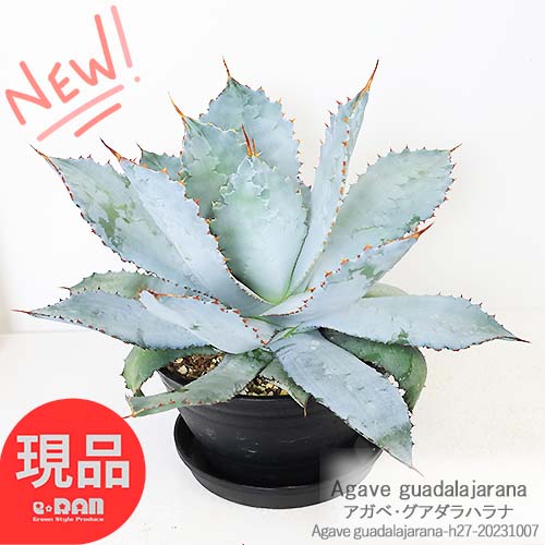   ϥ h27cm 6ȭ Agave guadalajarana  å  ֿ ȥ 奦ĥ ε ɥ饤ǥ åǥ ꡼ץ ̿θʤϤ۴տʪ ¿