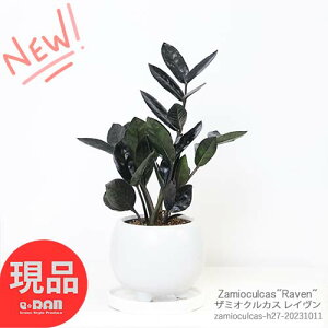 観葉植物 ザミオクルカス レイヴン 陶器鉢 白 専用受皿付 H27cm 管理説明書付き 肥料小袋プレゼント 金銭樹 Zamioculcas"Raven" 肉厚な葉 ザミア耐陰性 サトイモ科 ザミオクルカス属 半日蔭 多肉植物 ミニ 金運アップ 育てやすい植物【現品発送】