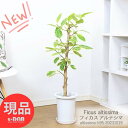 フィカス（ゴム） ＼ポイント5倍／観葉植物 フィカス アルテシマ 7号鉢 高さ95cm 朴仕立 管理説明書 受皿付 肥料小袋プレゼント Ficus altissima バリエガタ アルテ ゴムの木 アルテシーマ ゴムノキ 黄色 斑入り ライムグリーングリーン 永遠の幸福 ゴム婚式【現品発送】