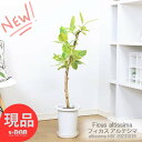 ゴムの木 ＼ポイント2倍／観葉植物 フィカス アルテシマ 7号鉢 高さ97cm 朴仕立 管理説明書 受皿付 肥料小袋プレゼント Ficus altissima バリエガタ アルテ ゴムの木 アルテシーマ ゴムノキ 黄色 斑入り ライムグリーングリーン 永遠の幸福 ゴム婚式【現品発送】