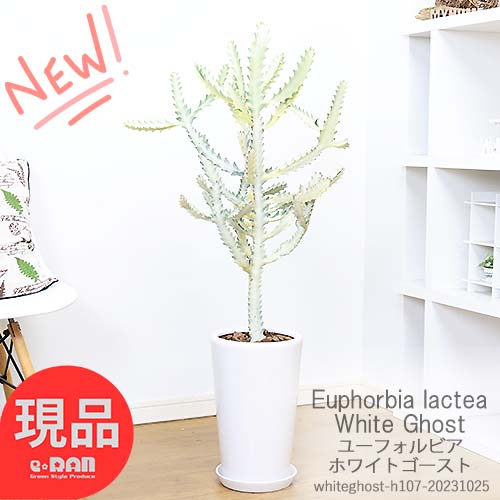 ユーフォルビア ホワイトゴースト H107cm 陶器鉢 観葉植物 多肉 希少種 白い幽霊 白い色 Euphorbia lactea White Ghost ラクティア 斑入り品種 さぼてん サボテン ビザールプランツ【現品発送】