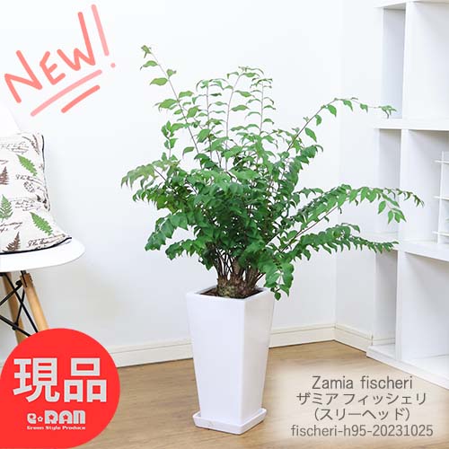 ＼ポイント5倍／観葉植物 希少種 ザミア フィッシェリ（スリーヘッド）H95cm 陶器鉢 新葉銅色 管理説明書 受皿付き 肥料小袋プレゼント 【Zamia fischeri ウスバザミア フィッシェリー フィスケリ メキシコ ソテツ 耐寒性 レア 入手困難 塊根】【現品発送】