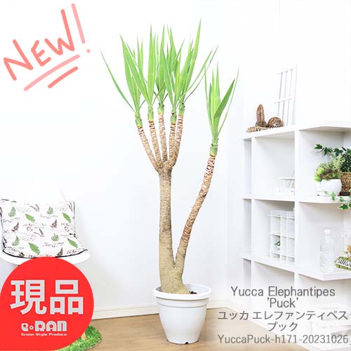 ＼ポイント5倍／観葉植物 斑入り ユッカ プック 10号鉢 h171cm 管理説明書 受皿付き 肥料小袋プレゼント【激レア スタイリッシュ 珍しい品種 青年の木 エレファンティペス 鉢植え ドライガーデン アメリカンスタイル 】【現品発送】