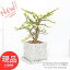 多肉植物 木立性 ポーチュラカリア アフラ 斑入り(雅楽の舞)H39cm セメントポット鉢 管理説明書 受皿付き 肥料小袋プレゼント【銀杏木 ガラクノマイ ガガクノマイ バリエガータ イチョウボク ギンナンボク 夏型 多肉 Portulacaria afra 観葉植物 】【現品発送】 6,000円