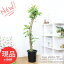 ݥ5ܡ 緿 ե 饹ƥ  10ȭ h165cm  ڻΩ  դ ޥץ쥼ȡ꺤    Ficus elastica 'Gin' ή̤ξʤ  ܥĥ꡼ ۡڸȯ