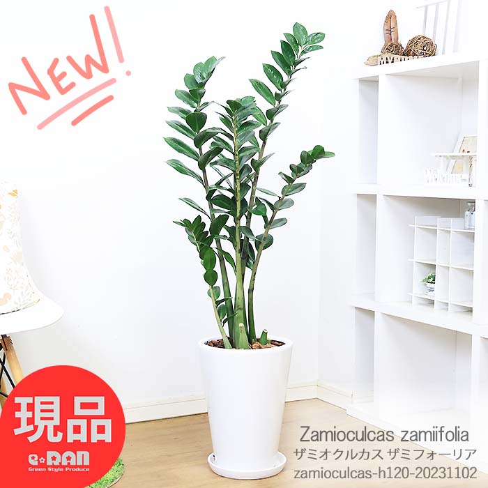 ݥ2ܡߥ륫 ߥեꥢ ƫȭ 120cm Ѽդ տʪ դ ޥץ쥼 ȭ  Zamioculcas zamiifolia  ѱ ȥ ߥ륫° Ⱦ ¿  Ɀå Ƥ䤹 ڸȯ