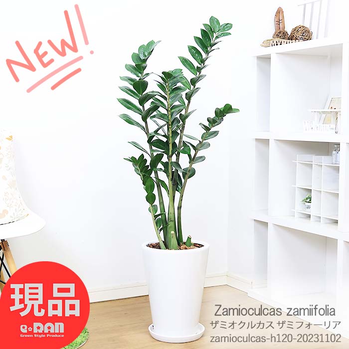 ＼ポイント2倍／ザミオクルカス ザミフォーリア 陶器鉢 120cm 専用受皿付き 観葉植物 管理説明書付き 肥料小袋プレゼント 白い鉢 金銭樹 肉厚な葉 耐陰性 サトイモ科 ザミオクルカス属 半日蔭 …