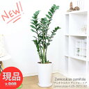 楽天観葉植物の専門店e-RAN＼ポイント2倍／ザミオクルカス ザミフォーリア 陶器鉢 120cm 専用受皿付き 観葉植物 管理説明書付き 肥料小袋プレゼント 白い鉢 金銭樹 Zamioculcas zamiifolia 肉厚な葉 耐陰性 サトイモ科 ザミオクルカス属 半日蔭 多肉 風水 金運アップ 育てやすい 【現品発送】