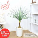 ＼ポイント5倍／塊根植物 実生 ボーカルネア ストリクタ 9号鉢 H110cm【耐寒性 Beaucarnea stricta 激レア ノリナ 入手困難 希少種 幹太 古木 徳利蘭 ボトルツリー 壺 多肉 観葉植物 マニア 収集 珍しい】【現品発送】