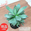 ＼ポイント5倍／多肉 大型 アガベ チタノタ ナンバーワン h50cm 8号鉢【Agave titanota No.1 肉厚の葉 厳竜 チタノタNo.1 農大 リュウゼツラン 竜舌蘭 ドライガーデン ロックガーデン チタノータ センチュリープランツ 】【現品発送】 観葉植物