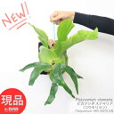 シダ ＼ポイント5倍／ビカクシダ ステマリア（コウモリラン）ヘゴ付ハンギング 全体約40cm Platycerium stemaria 観葉植物 プラティケリウム ビフルカツム グリーン 鹿のツノ 麋角羊歯 貯水葉 シダ 【現品発送】