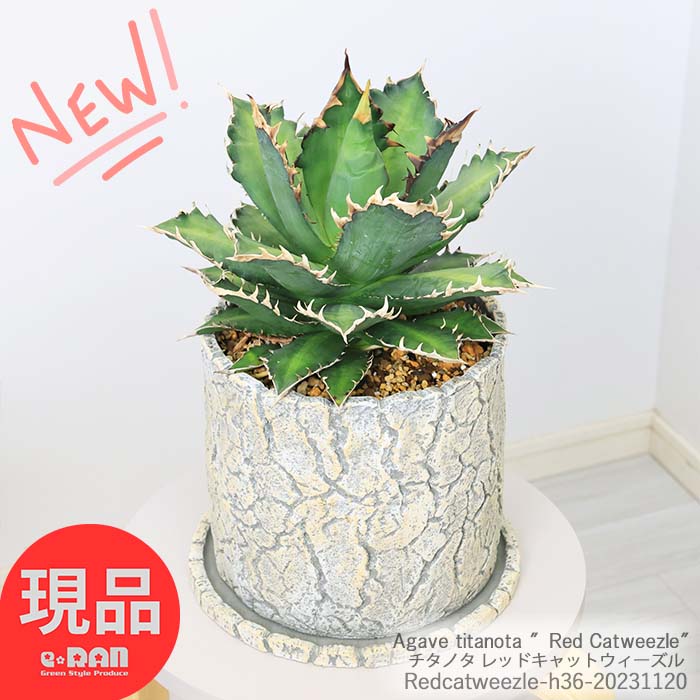 多肉植物 アガベ 大株 チタノタ レッドキャットウィーズル 高さ36cm前後 セメントポット 多肉 チタノータ 多肉 マニア 収集 爪 トゲ 希少種 観葉植物 育てやすい ロックガーデン Agave titanota ″Red Catweezle″ コンパクト