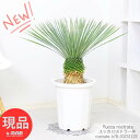 庭木 ユッカ ロストラータ 10号鉢 h78cm 鹿児島県産 観葉植物 大型 耐寒性 Yucca rostrata ビッグベンド 鉢植え 地植え ガーデニング ドライガーデン リゾート シンボルツリー ドライガーデン 男前【現品発送】