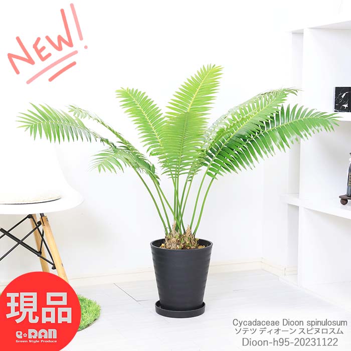 ＼ポイント5倍／ソテツ ディオーン スピヌロスム 8号鉢 黒 H95cm 多頭 大型 ザミア 超レア物 Cycadaceae Dioon spinulosum スピヌローサム 風水 初心者 おすすめ 耐寒性 ドライガーデン【現品発送】 観葉植物