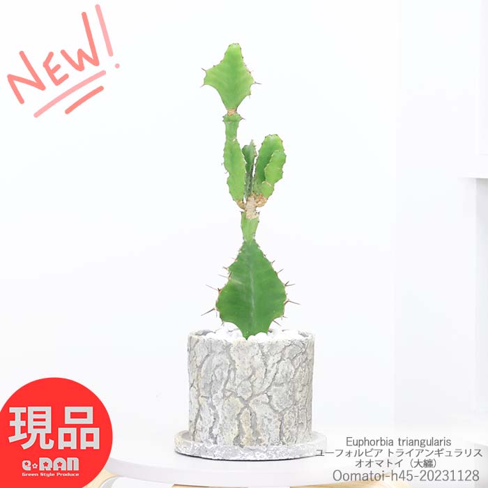 多肉植物 ユーフォルビア オオマトイ（大纏）セメントポット h45cm 小型 サボテン トライアンギュラリス 柱サボテン ワイルドな植物 ビザールプランツ 【現品発送】 観葉植物