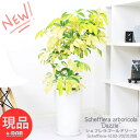 ϗtA  VFt S[h[t 픫  H103cm zR J|bN A{R Ȑ Ȃ` ϊ INgpXc[ Ft Schefflera arboricola Dazzle JXj Vzj iyiz