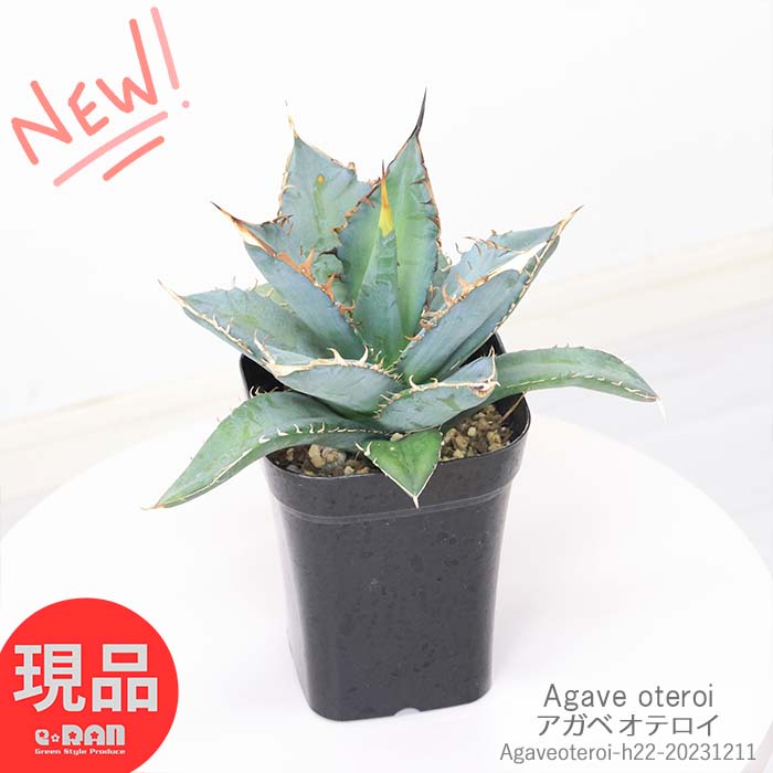 ＼ポイント5倍／多肉植物 大株 アガベ オテロイ 4号鉢 高さ22cm 幅20cm 強刺 多肉 FO-76 グリーンチタノタ マニア 収集 爪 トゲ 育てやすい ロックガーデン ドライガーデン 【現品発送】 観葉植物 父の日 早割