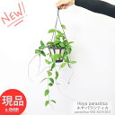 観葉植物 ホヤ パラシティカ 5号吊り鉢 Hoya parasitica サクララン 桜蘭 ホイシュケリアナ つる植物 ハンギング 吊るすインテリア 掛ける鉢 空間インテリア 珍奇植物 珍奇 珍しい 希少 レア