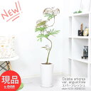 エバーフレッシュ ＼ポイント2倍／観葉植物 室内 エバーフレッシュ 陶器鉢 白 h115cm 曲がり樹形 中型 ネムノキの仲間 アカサヤネムノキ 合歓の木 夫婦和合 家内平和 葉が閉じる Cojoba arborea var. angustifolia【現品発送】