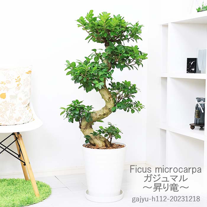 現品 ガジュマル 昇り竜 10号鉢 白 プラコッタ h112cm 観葉植物 大型 がじゅまる ガジュマルの木 曲がり樹形 塊根 風水 鉢植え 多幸の木 盆栽 榕樹 キジムナー 我樹丸 細葉榕 移転祝い 結婚祝い 新築祝い 干支【現品発送】